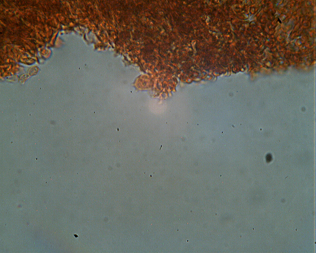 Funghi dal mio giardino (Phellinus punctatus)